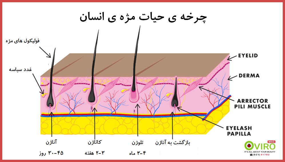 چرخه ی حیات مژه ی انسان