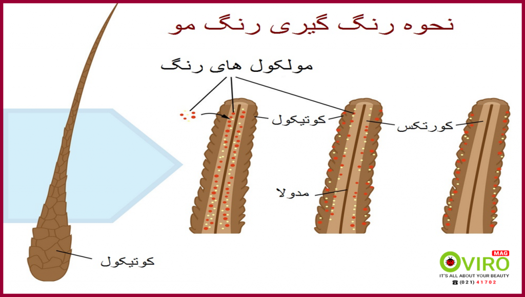 نحوه رنگ گیری کوتیکول مو