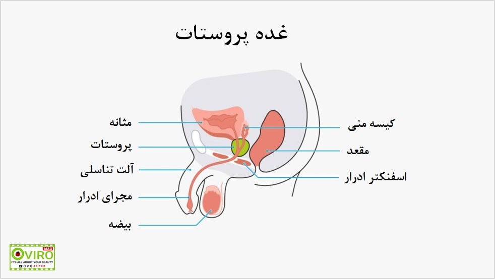 غده پروستات : علائم و بیماری ها | تولید مثل | باروری مردان | سرطان پروستات