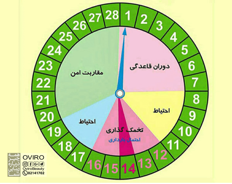 تخمک گذاری چیست؟ زمان - علائم - نحوه تاثیر بر باروری | آزاد شدن تخمک | ترشحات دهانه رحم