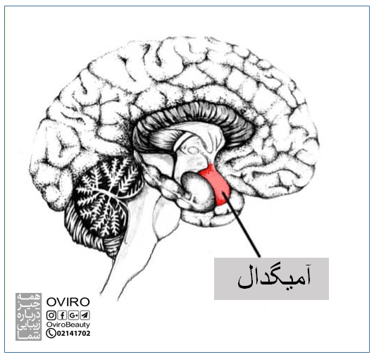 ربایش آمیگدال چیست؟ علت - علائم - پیشگیری | پاسخ جنگ یا گریز | اویرو مگ