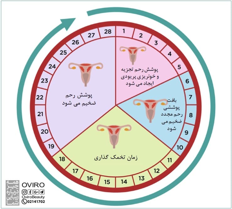  بهترین زمان نزدیکی بدون حاملگی | علائم تخمک گذاری | روش های اطلاع از باروری | بارداری و چرخه قاعدگی