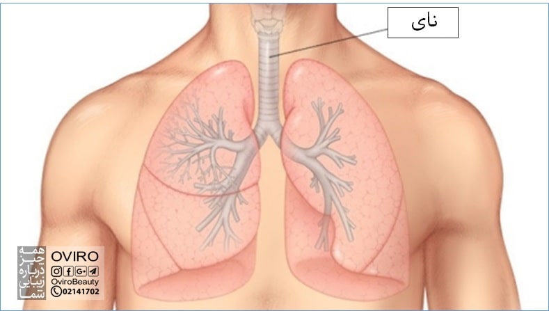 همه چیز درباره نای : ساختار - آناتومی - عملکرد - بیماری های تاثیر گذار بر آن | نای و مری