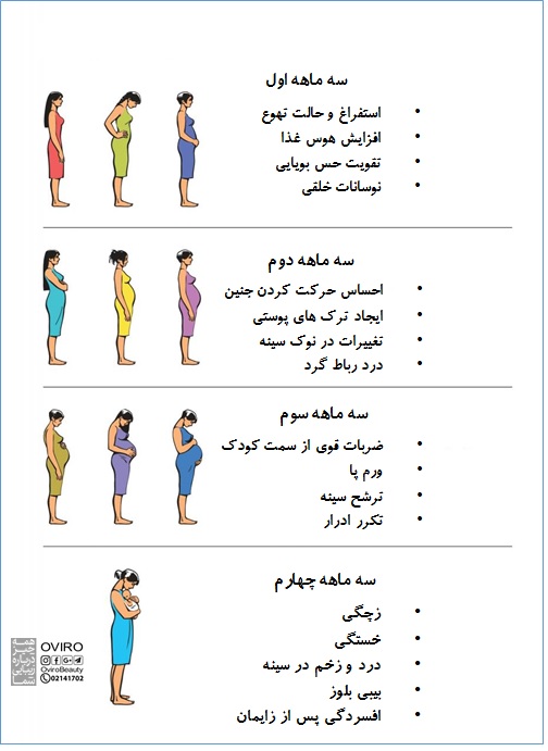 سه ماهه های بارداری | جنین و مادر در سه ماهه اول - سه ماهه دوم - سه ماهه سوم یا آخر